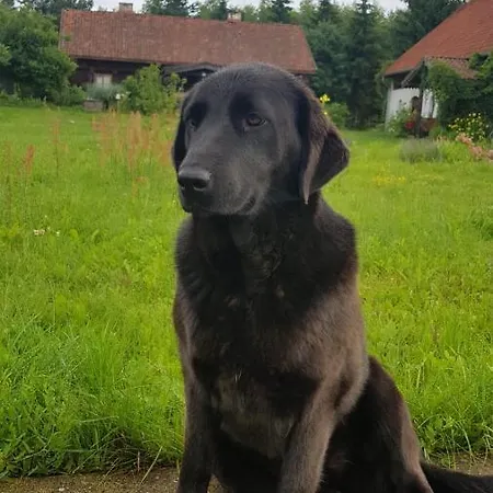 Jablkowo-na Skraju Puszczy Boreckiej Sniadania W Cenie Jablonowo