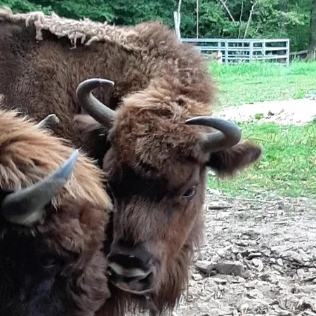 Jablkowo-na Skraju Puszczy Boreckiej Sniadania W Cenie Jablonowo