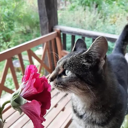 Jablkowo-na Skraju Puszczy Boreckiej Sniadania W Cenie Agroturismo