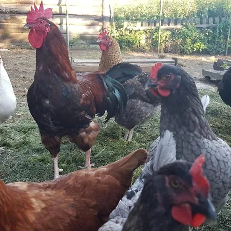 Jablkowo-na Skraju Puszczy Boreckiej Sniadania W Cenie * Jablonowo