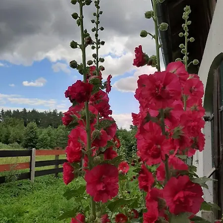 Farm stay Jablkowo-na Skraju Puszczy Boreckiej Sniadania W Cenie *