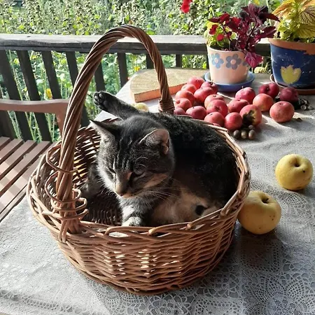 Jablkowo-na Skraju Puszczy Boreckiej Sniadania W Cenie Farm stay