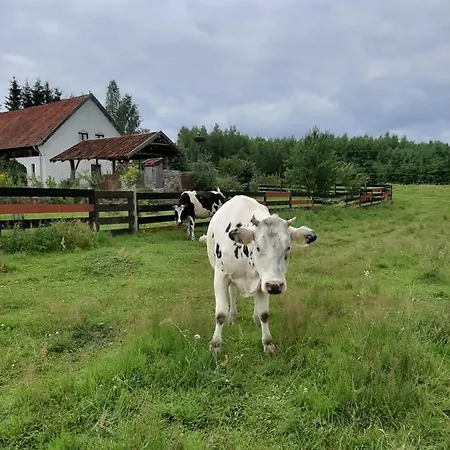 Farm stay Jablkowo-na Skraju Puszczy Boreckiej Sniadania W Cenie Jablonowo