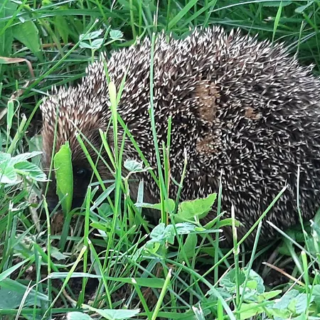 Agroturismo Jablkowo-na Skraju Puszczy Boreckiej Sniadania W Cenie
