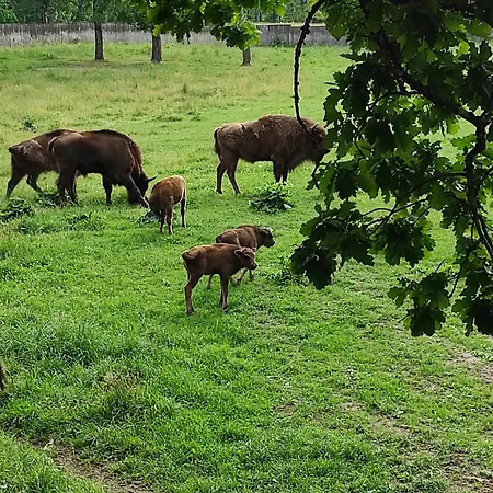 Jablkowo-na Skraju Puszczy Boreckiej Sniadania W Cenie Farm stay Jablonowo