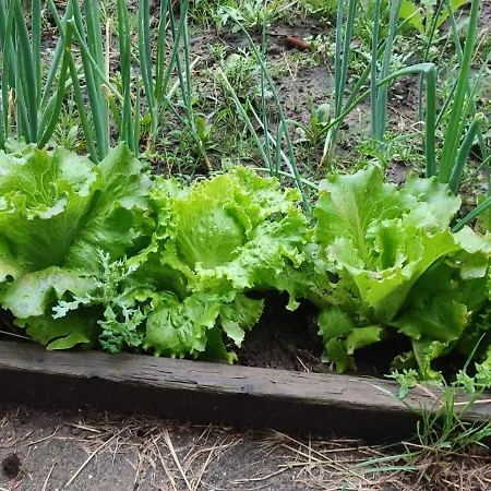 Jablkowo-na Skraju Puszczy Boreckiej Sniadania W Cenie *