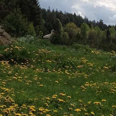 Jablkowo-na Skraju Puszczy Boreckiej Sniadania W Cenie Jablonowo