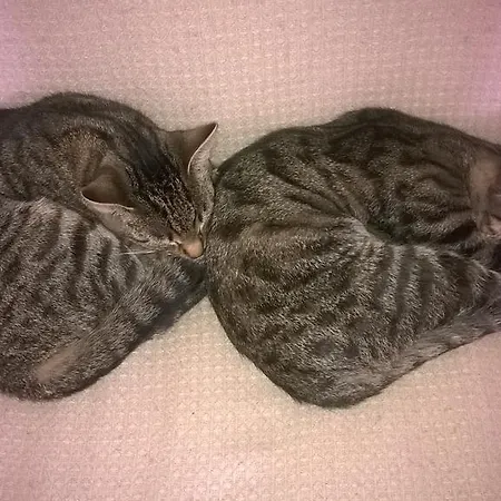 Jablkowo-na Skraju Puszczy Boreckiej Sniadania W Cenie Agroturismo