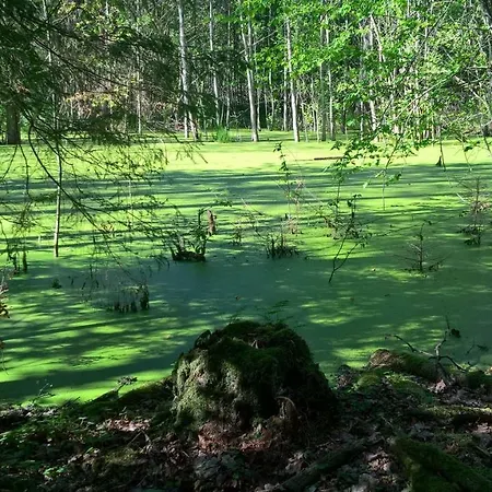 Agroturismo Jablkowo-na Skraju Puszczy Boreckiej Sniadania W Cenie Jablonowo