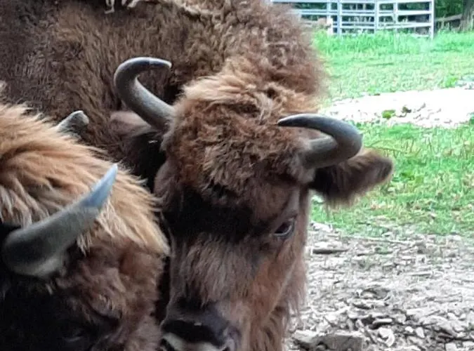 Jablkowo-na Skraju Puszczy Boreckiej Sniadania W Cenie Jablonowo