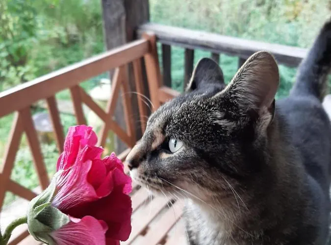 Jablkowo-na Skraju Puszczy Boreckiej Sniadania W Cenie Farm stay