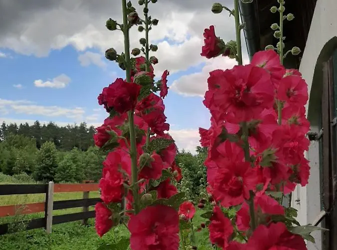 Farm stay Jablkowo-na Skraju Puszczy Boreckiej Sniadania W Cenie *