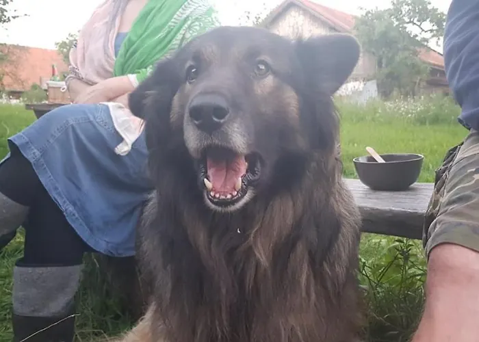 Farm stay Jablkowo-na Skraju Puszczy Boreckiej Sniadania W Cenie Jablonowo