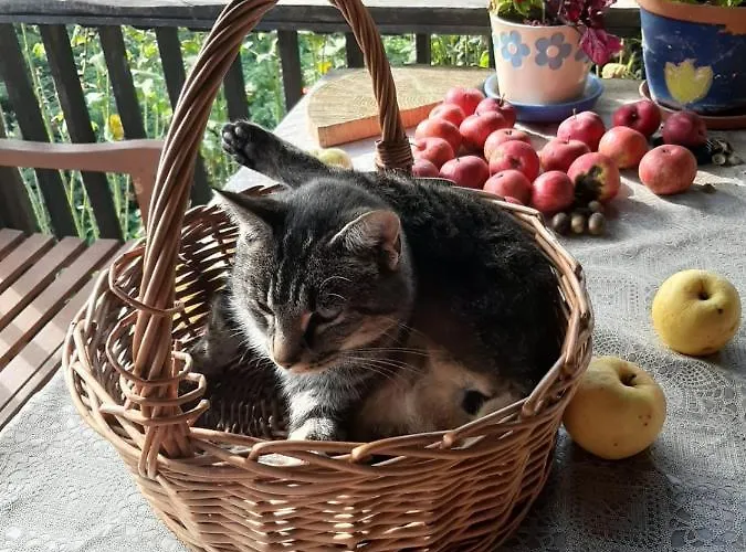 Jablkowo-na Skraju Puszczy Boreckiej Sniadania W Cenie Farm stay