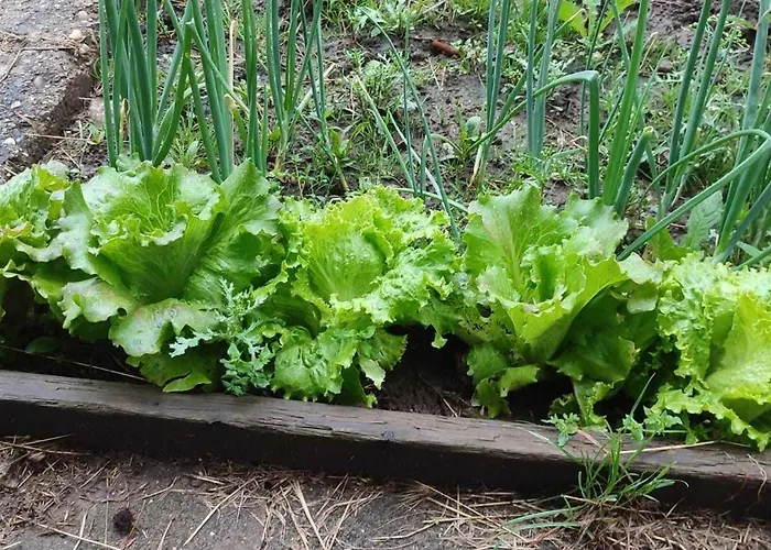 Jablkowo-na Skraju Puszczy Boreckiej Sniadania W Cenie *