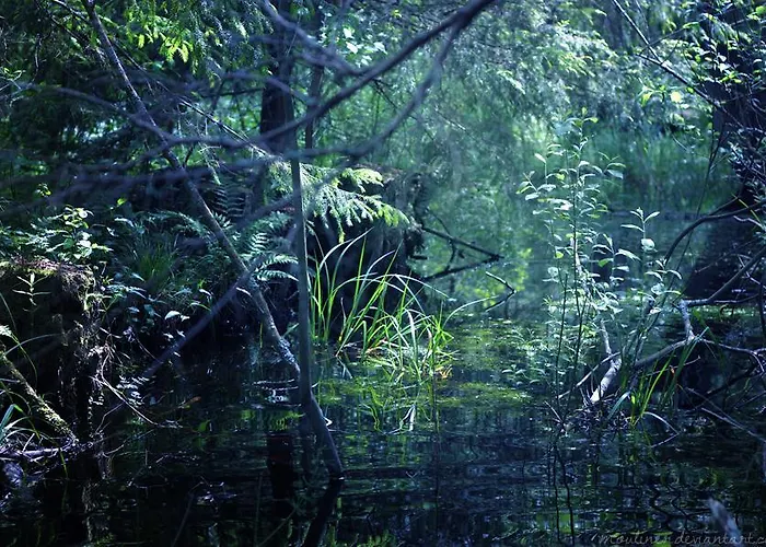 Jablkowo-na Skraju Puszczy Boreckiej Sniadania W Cenie * Jablonowo